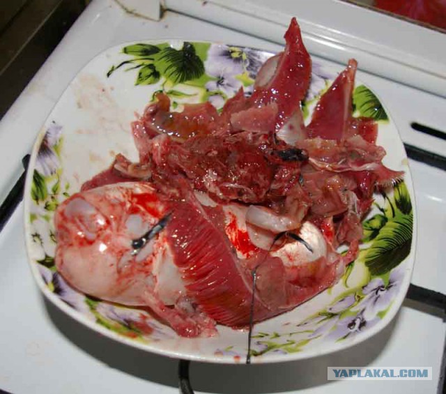 Толстолобик, глубокая переработка.Холодец.