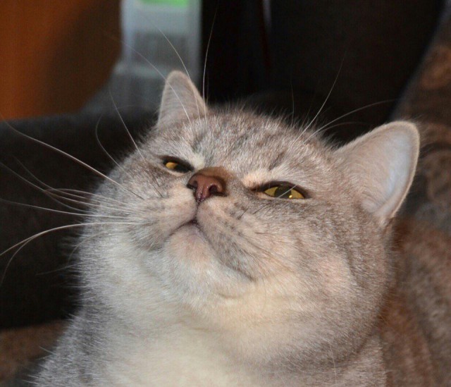 Коты из сети