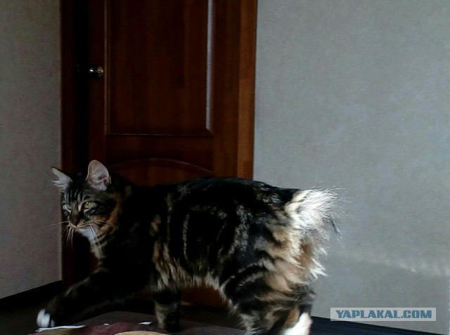 Коты и Кошки