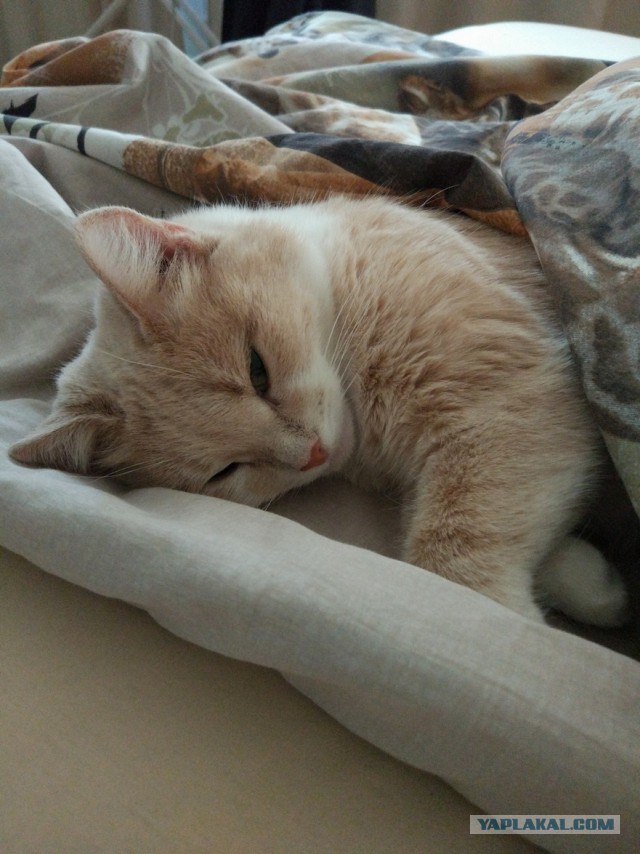Коты и Кошки