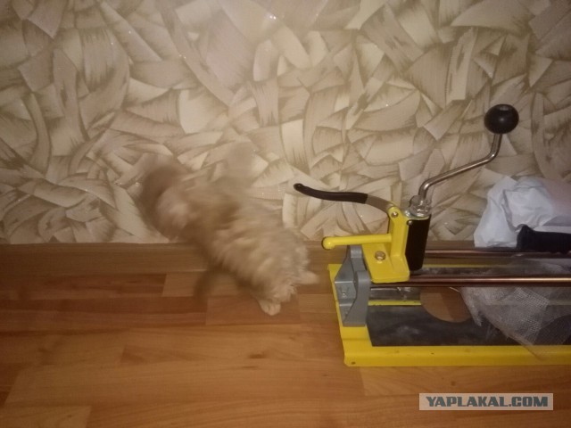 Смазанные фотки тоже крутые.