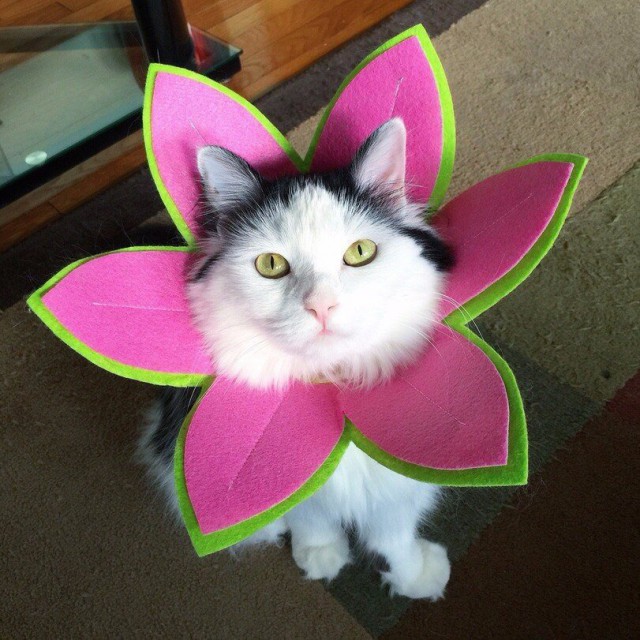 Коты и Кошки
