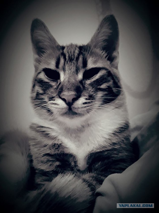 Котовторник  10.10.2017