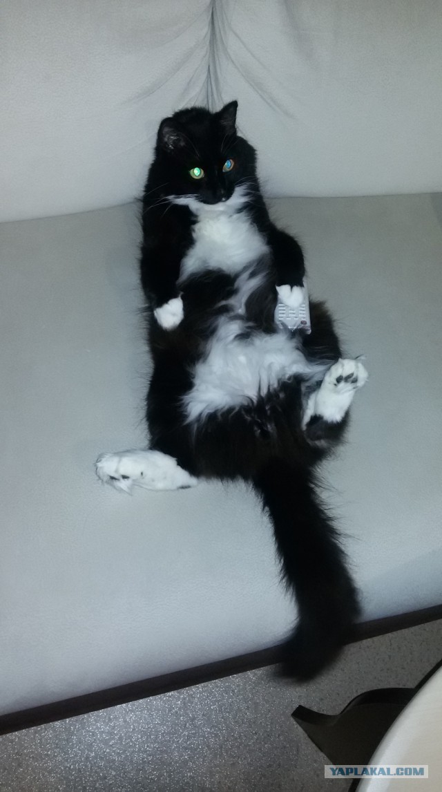 Котовторник 30.01.2018