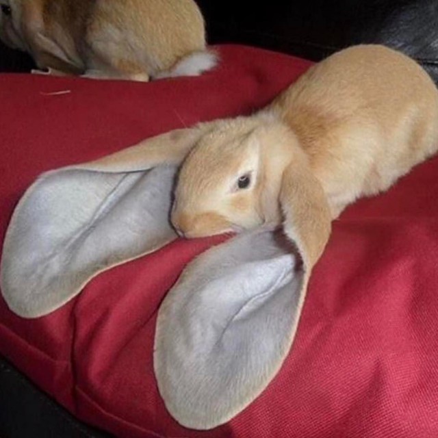 Живность из сети