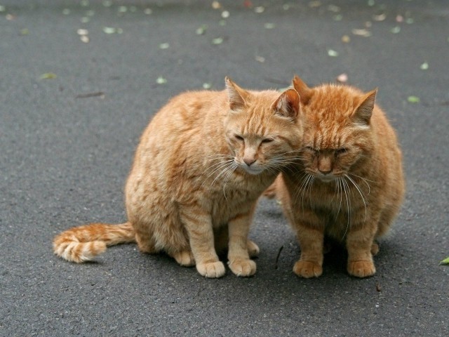 Фотобомбы котов