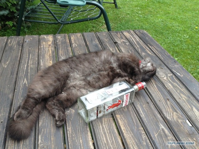 Котовторник  17.07.2012