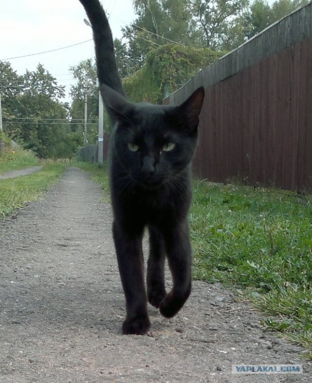 Котовторник  4.09.12