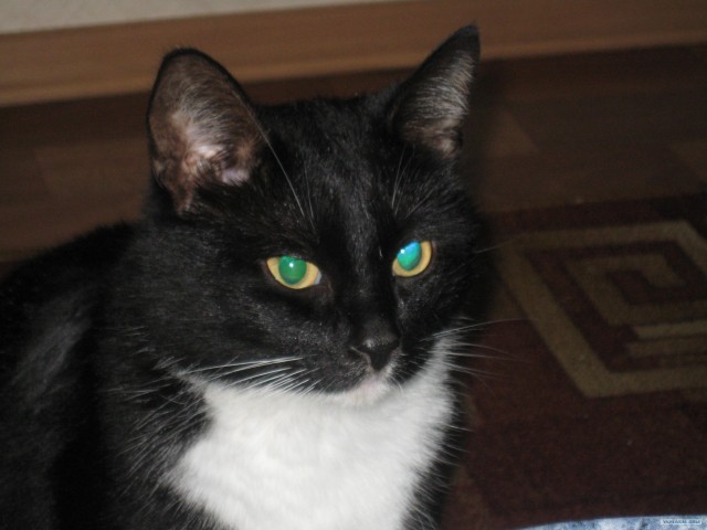 Котовторник ( 23.10. 2012. )