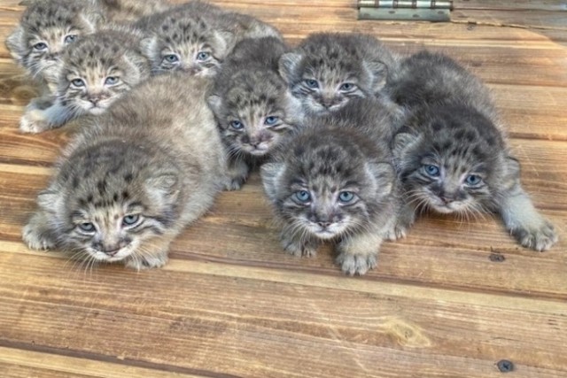 Манулята в сибирском зоопарке начали взрослеть. 16 котят уже выходят на прогулку из своих укрытий