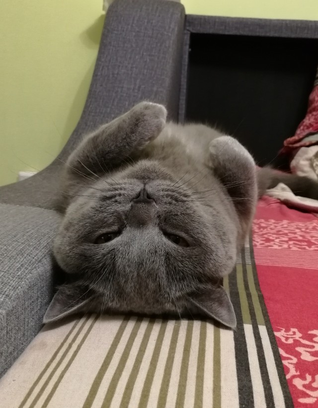 Про котикоф