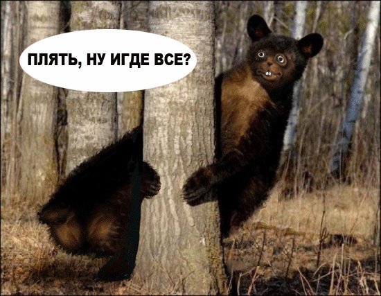 Граждане, вы мёду не видали?