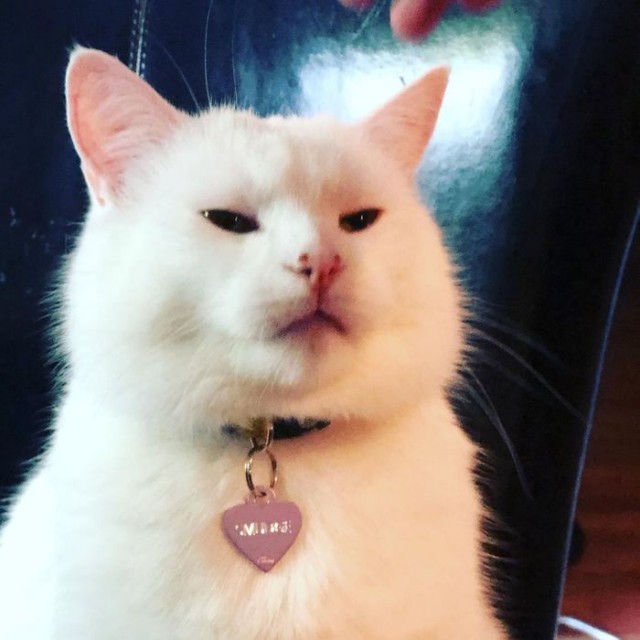 Мемный кот