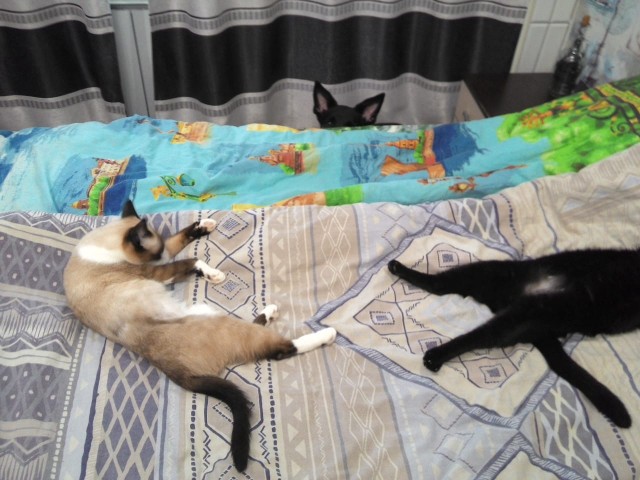 Котовторник. Добавляйте своих