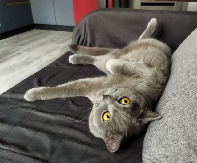 Котовторник же!
