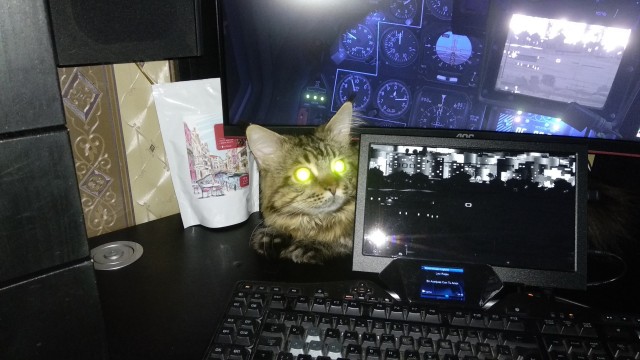 Даешь котовторник!