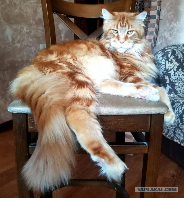 Даешь котовторник!