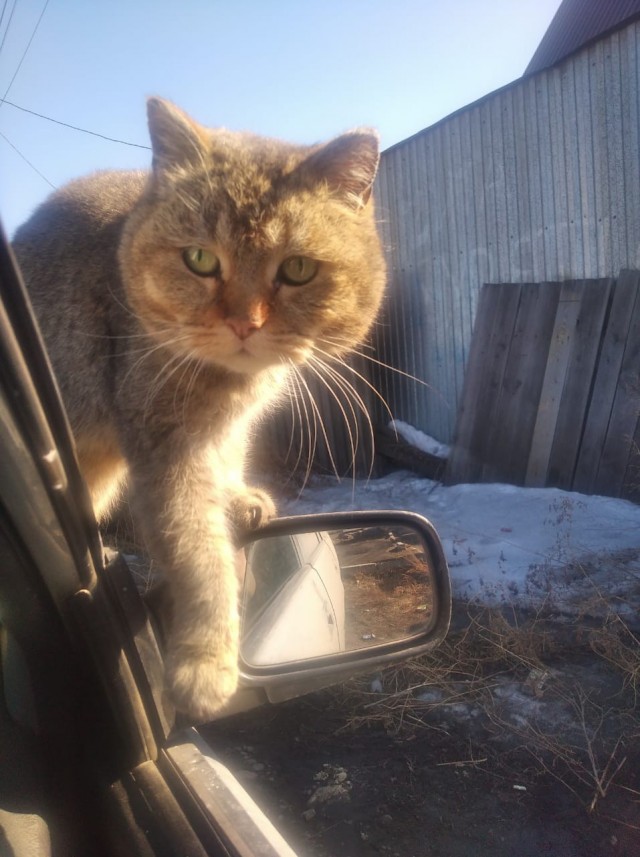 Вторник-кото