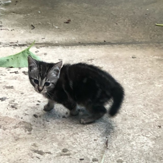 Подборка всякой живности