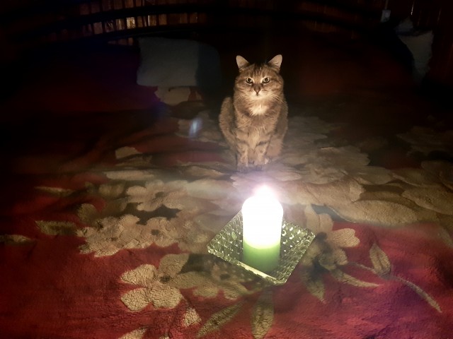 А котовторник уже начался?