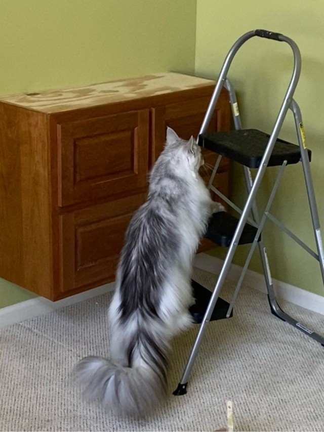 Котовторник же уже наступил?