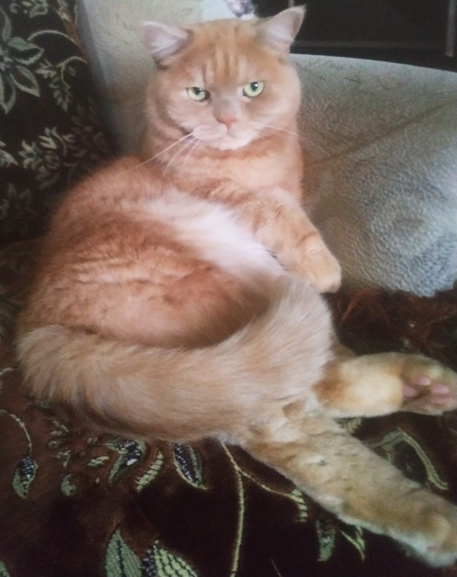 Котовторник так котовторник