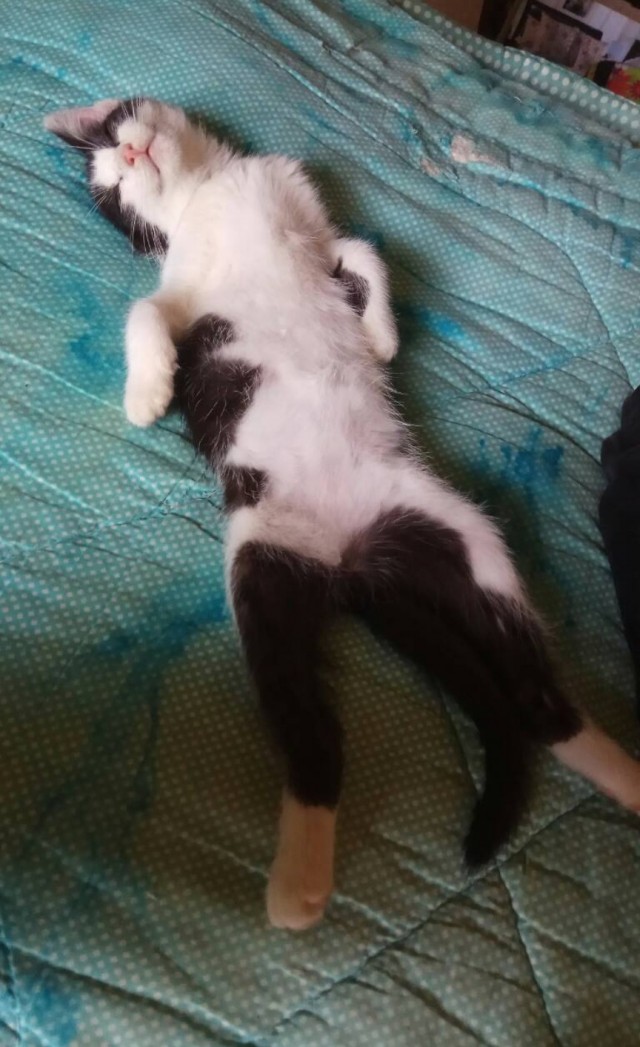 Котовторниковское