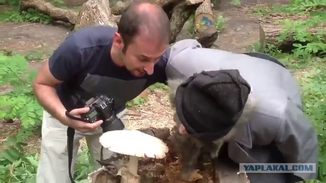 Что за хреновина?