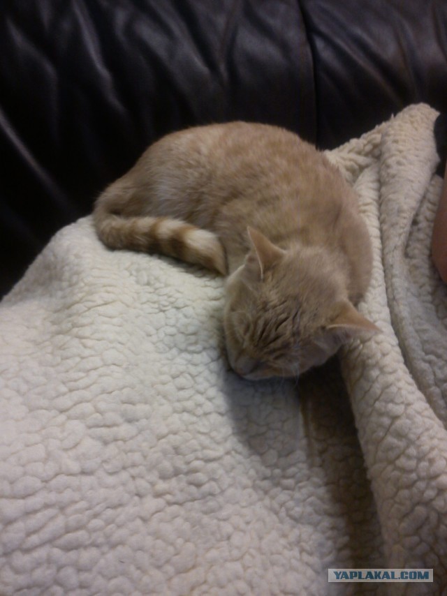 Удивительная история Честера