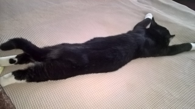 Котячьих потягушечек вам в ленту!