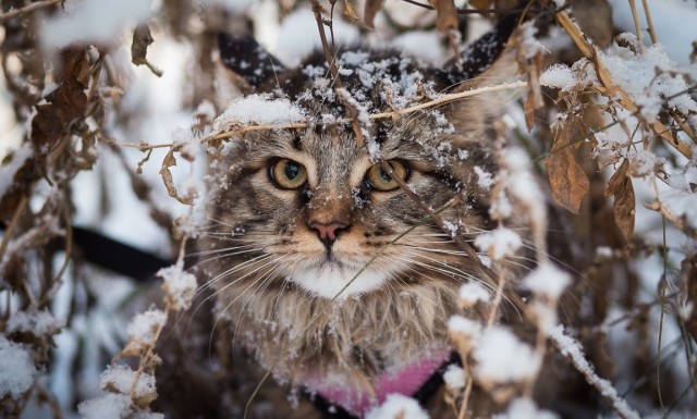 Последний ольховчанин