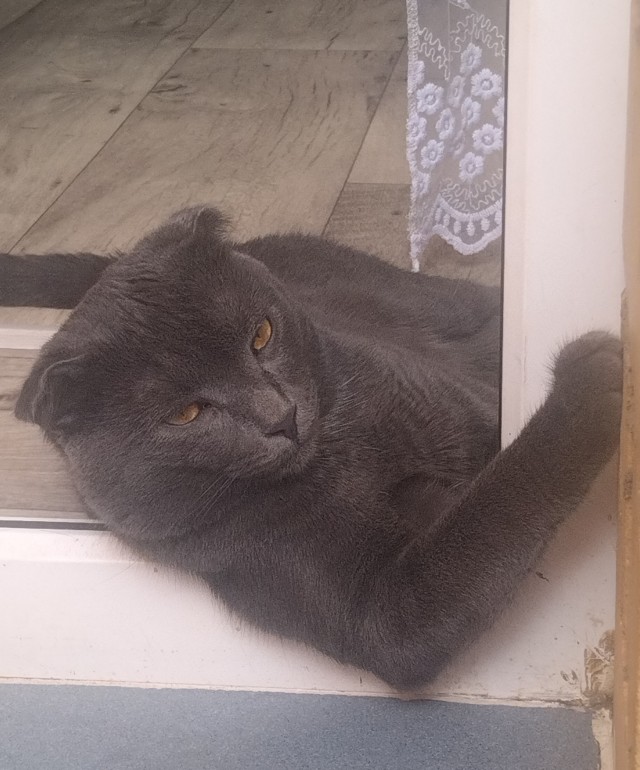 Котовторник в картинках