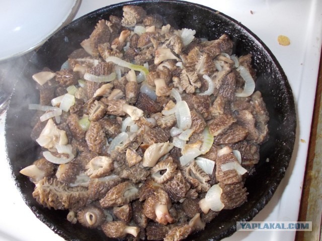 Урожай сморчков в Сибири