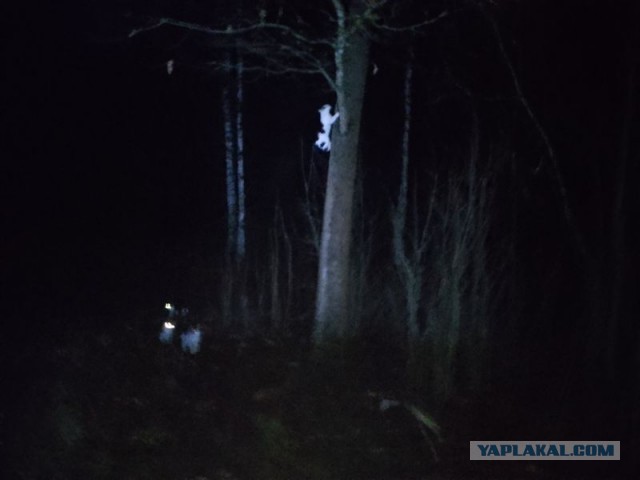 Жизнь домашнего приюта для котеек 530