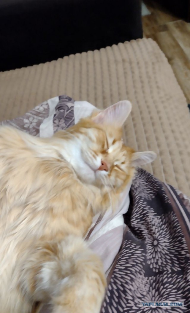 Спящий кот