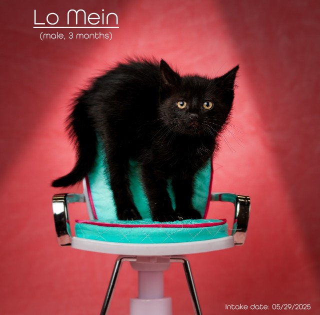 Сезон котят в разгаре