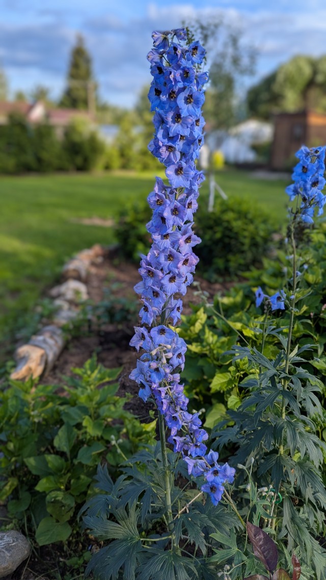 Цветочков вам в ленту