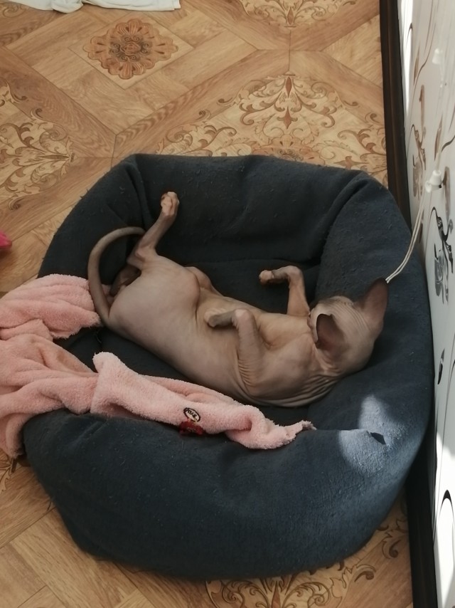 У кошака похоже тоже отпуск!