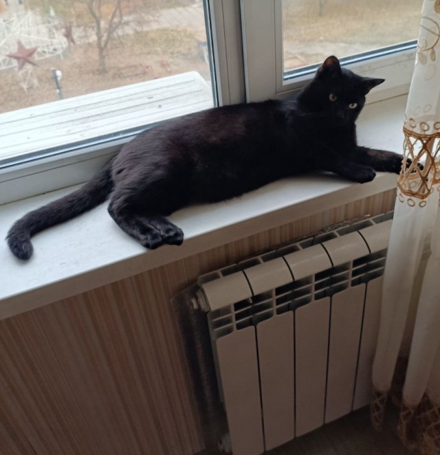 К котовторнику