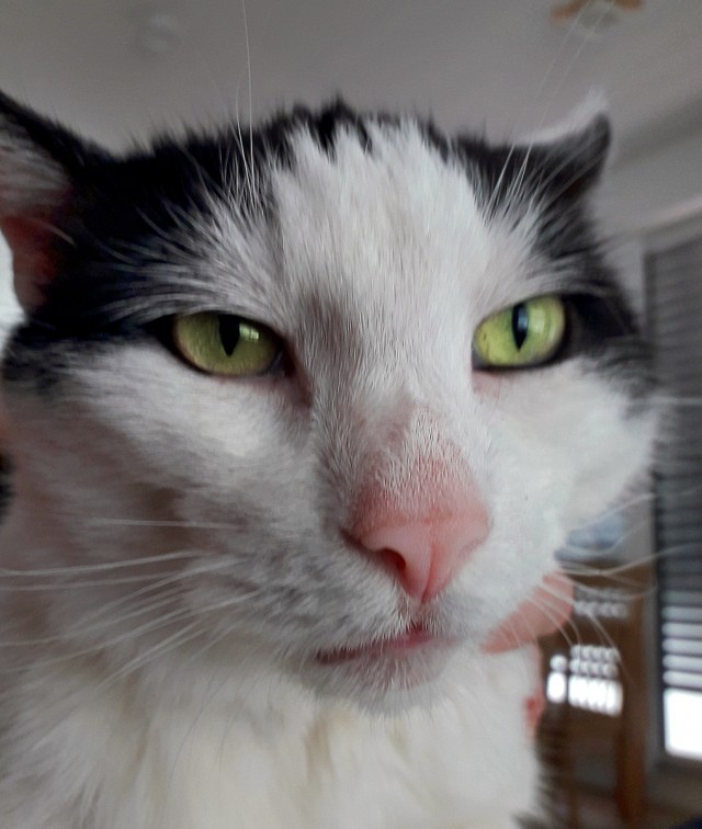 Новый верховный лидер Ирана Моджтаба Хаменеи из соображений безопасности не смог лично приехать на мероприятие, поэтому вместо него выставили...картонную фигуру с его фоткой