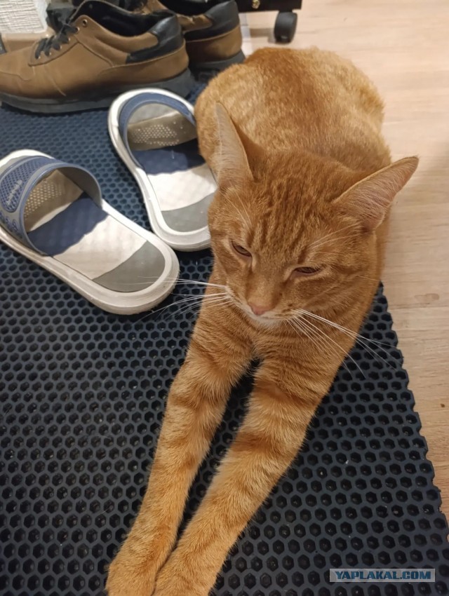 Пристраиваю котэ