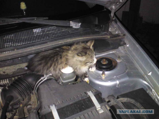Подкапотный котяка