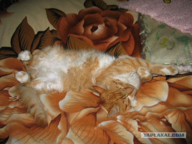 Котовторник 01.04.2014