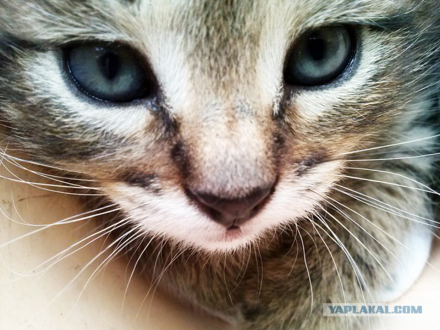 Котовторник   15.04.2014
