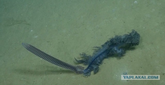 Учёные обнаружили странное подводное существо