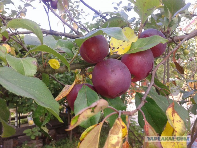 Кулинарная общалка