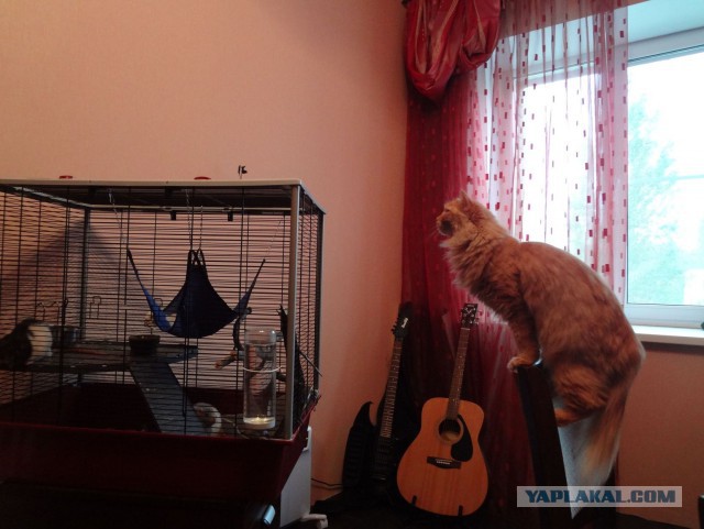 Котовторник 28.10.2014