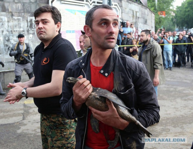 Пингвин из Тбилиси доплыл до Азербайджана