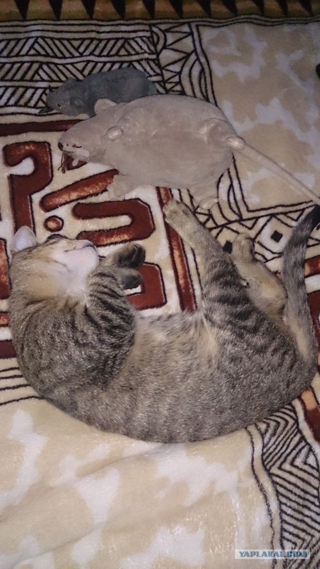 Котовторник 25.08.2015