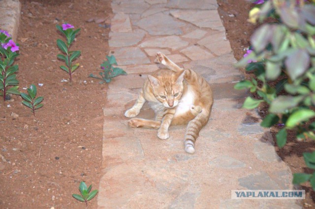 Котовторник 15-09-2015 !